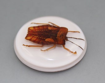 Insect in  Resin Cabochon