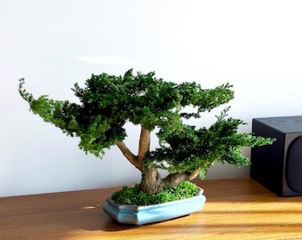 Preserved Bonsai Shizumori 35-40 cm