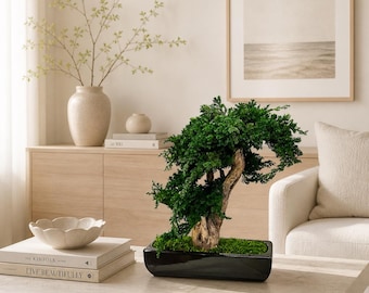 Geconserveerde bonsaiboom 40 cm