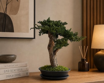 Bonsai di ginepro conservato, 35 cm