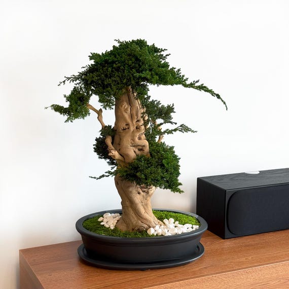 Preserved Bonsai Juniperus XO 70 Cm - Etsy Israel