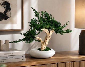Konserverad Bonsai Ryokusei 35 cm Vit kruka