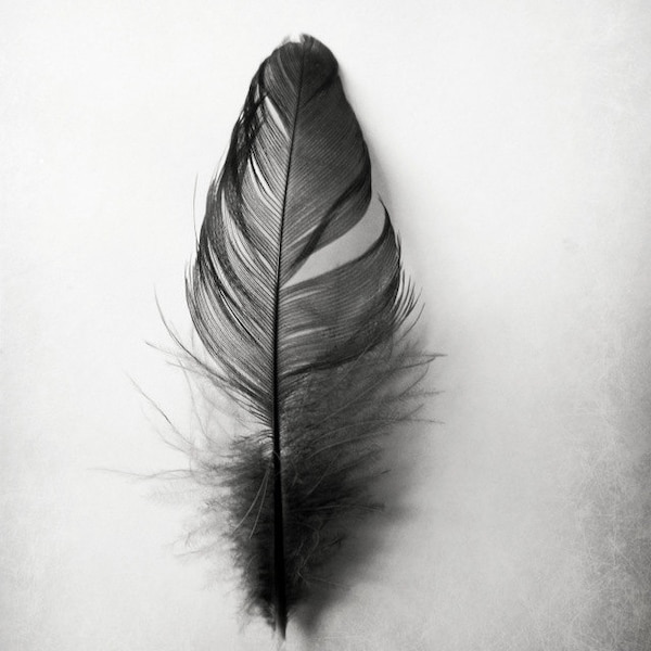 Feather Photography Grey Black and White Simple Texture Minimalist  Home Decor 8x10 Portrait Black Feather...