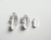 Feathers Photography Grey Black And White Minimalist Home Decor 10x8 Print Soft Grey...