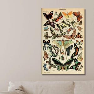 May include: A vintage-style print featuring a collection of colorful butterflies. The artwork showcases various butterfly species in a detailed, scientific illustration. The butterflies are depicted in a range of colors, including black, orange, green, and blue, against a cream-colored background.