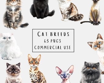 Imágenes prediseñadas de razas de gatos, 63 imágenes PNG, fondo transparente, uso comercial