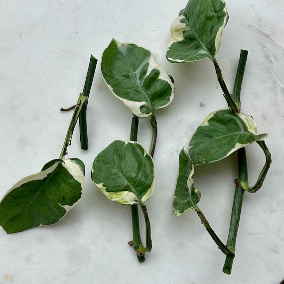 Pearls and Jade Pothos Cutting: Easy-care Variegated Vine - Etsy