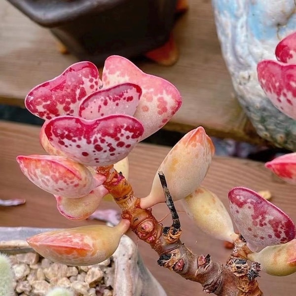 Hearts Rare Succulent   – Adromischus Triflorus Calico Hearts – Heart-Shaped Leaves ,Unique Collector Plant