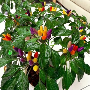 May include: A vibrant ornamental pepper plant with green leaves and colorful peppers in shades of red, yellow, orange, and purple. The peppers are small and clustered, adding a decorative touch to the plant. The plant is in a white pot.
