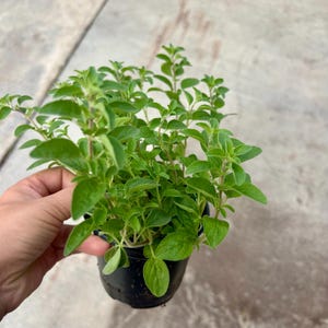 May include: A small, potted oregano plant with vibrant green leaves. The plant is in a black plastic pot, held by a hand. The leaves are dense and lush, with a slightly textured appearance. The background is a light gray surface.