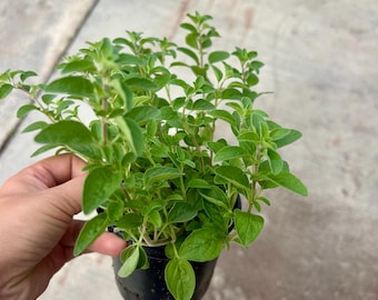Mexica Oregano – Live  Herb Plant in 4'' Pot – Aromatic & Easy to Grow