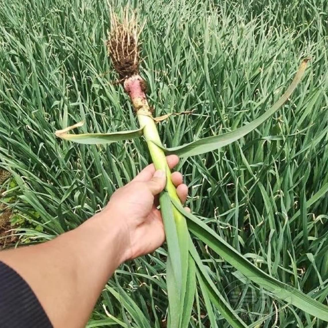 California Softneck Garlic, 6 Bulbs. Great for Fall or Spring Planting ...