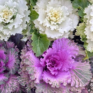 May include: Close-up of ornamental cabbages in shades of white and purple. The white cabbages have ruffled edges and yellow centers. The purple cabbages have green-veined leaves. The image showcases the natural beauty of these decorative plants.