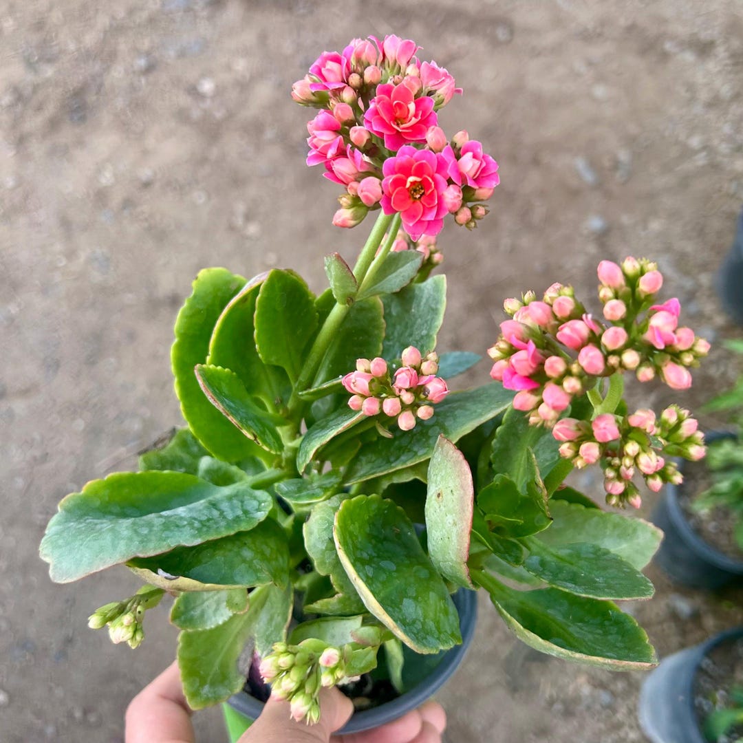 Blooming Now Pink Kalanchoe Calandiva: 4” Potted Succulent - Etsy