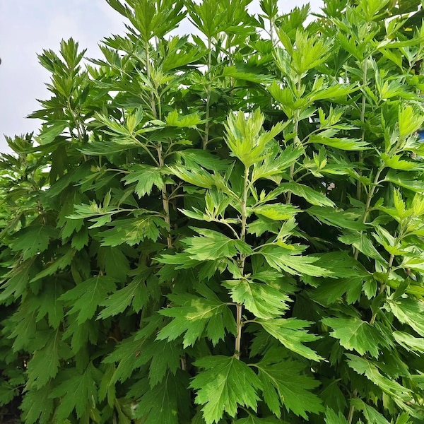 Asiatic Wormwood  Rooted Plant: Fresh Herb, Organically Grown