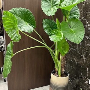 Alocasia Odora starter plant 4&#39;&#39; pot, Elephant Ear,Tropical Foliage Plant for Garden & Containers