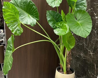 Alocasia Odora 'california' Dwarf Elephant Ear 10 Pot - Etsy