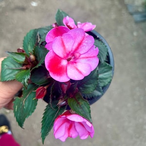 May include: A potted impatiens plant with vibrant pink and red flowers. The flowers have a striped pattern and are surrounded by dark green leaves. The plant is in a black pot, and the image is taken from a top-down perspective.