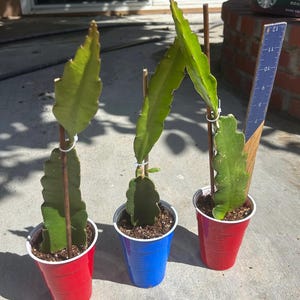 May include: Three dragon fruit plants in red and blue plastic cups. The plants have green, paddle-shaped leaves and are supported by wooden stakes. A blue ruler is next to one plant. The plants are on a concrete surface.