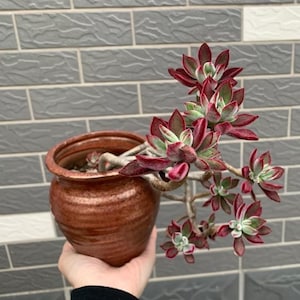 May include: A succulent plant with pointed, deep red and green leaves growing from a thick, woody stem. The plant is potted in a round, textured, reddish-brown ceramic vessel with a glossy finish and a wide, slightly flared rim opening.