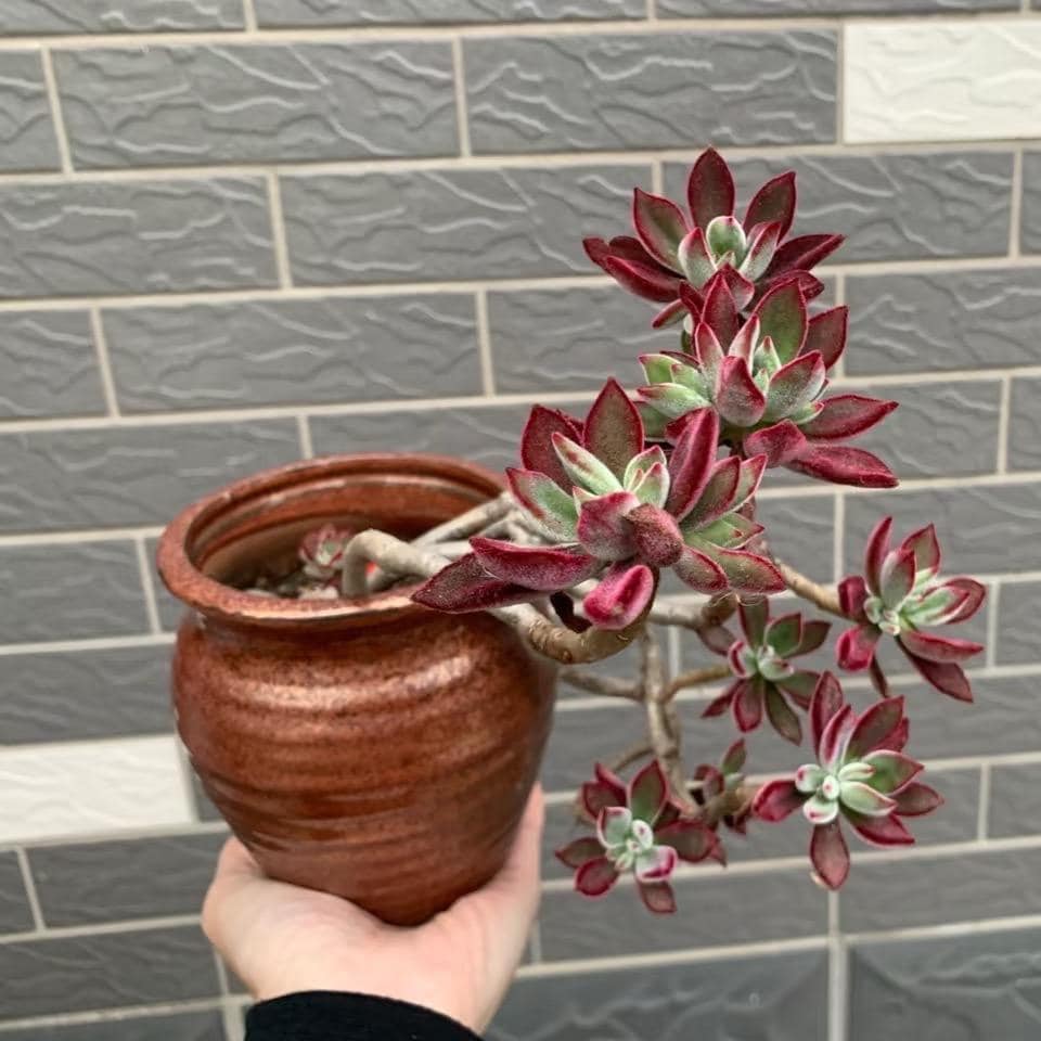 Echeveria 'ruby Slippers' (echeveria Harmsii)  Fuzzy Succulent With Ruby-red  Edges  Live Rooted Plant - Etsy