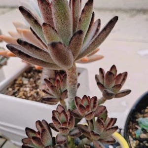 May include: A close-up of a Kalanchoe tomentosa plant, also known as a panda plant, with fuzzy, brown-tipped green leaves. The succulent is in a yellow pot, with other plants in the background.
