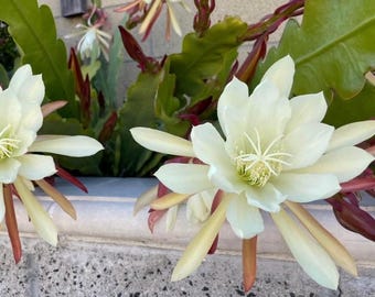 White EPIPHYLLUM ORCHID CACTUS ' single 8” cutting