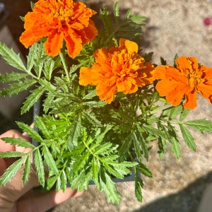 May include: A close-up of a potted marigold plant with vibrant orange flowers and green foliage. The flowers are in full bloom, showcasing their layered petals. The plant is in a small black pot, held by a hand.