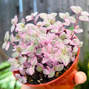 Pink Panther Plant , Tradescantia Callisia  ,2''/4'' pot