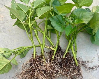 Sweet Potato Slips, fresh from garden, organic, already rooted
