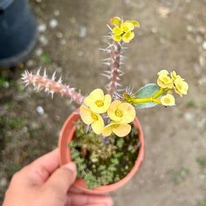 May include: A potted crown of thorns plant with yellow flowers. The plant has thorny stems and is in a small, round, brown pot. The flowers are clustered and have a delicate appearance. The plant is held by a person.