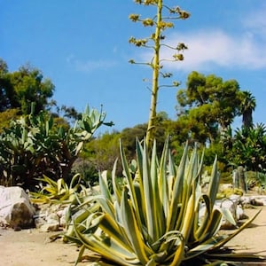 Agave Americana Variegata Marginata Live Century Plant- Rare Succulent Tropical Plant-10&#39;&#39;bare root