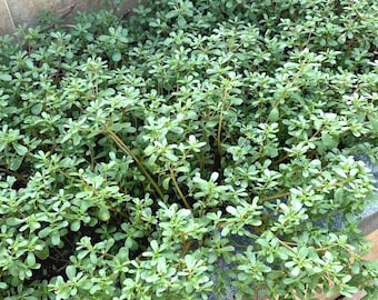 Semi di portulaca commestibili – Oltre 1.000 semi / Portulaca oleracea / Ortaggio a foglia verde antico / Nutriente e a crescita rapida