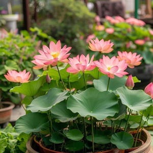 Germinated Lotus Seeds (8 pcs): Mixed Color Aquatic Bonsai