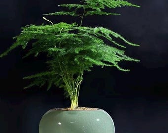 bonsai wire Aluminum bonsai wire main image 0