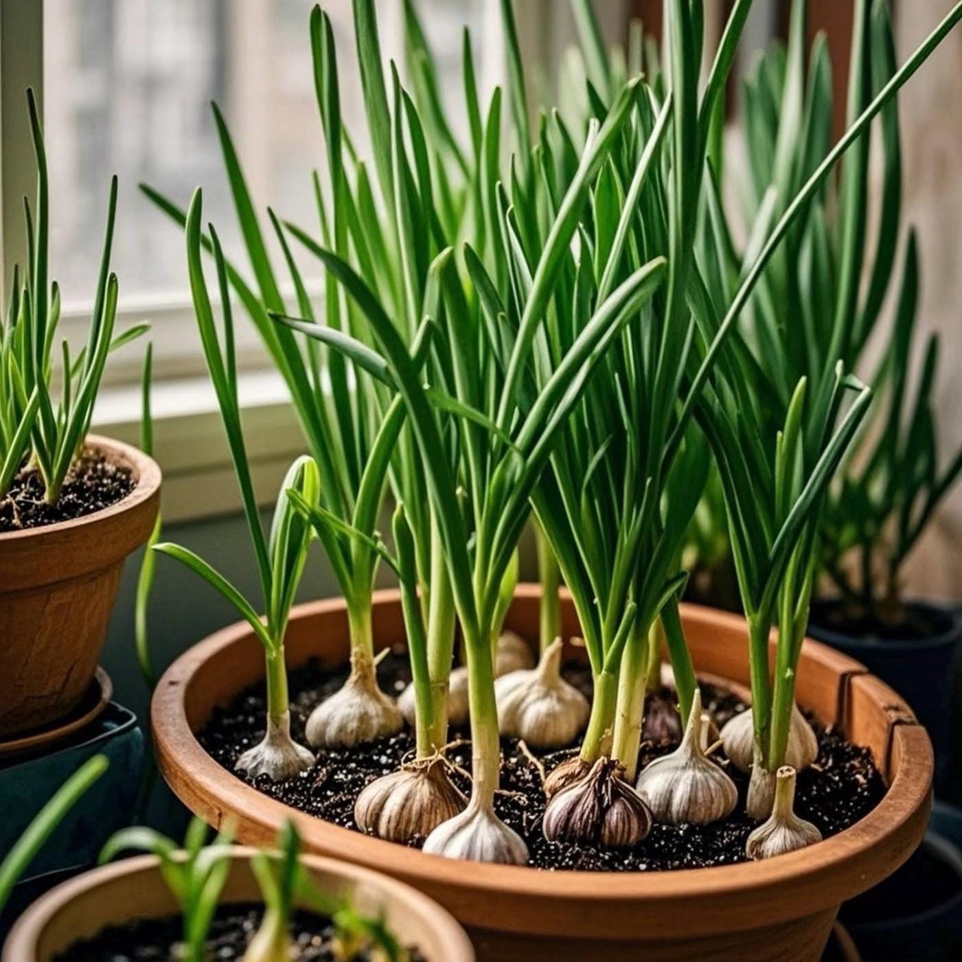 California Softneck Garlic, 6 Bulbs. Great for Fall or Spring Planting ...