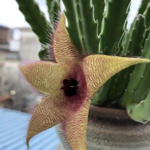 Stapelia gigantea,Starfish Flower Succulent,Live Plant