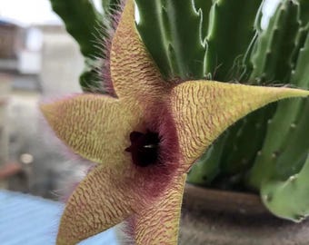 Stapelia gigantea,Starfish Flower Succulent,Live Plant