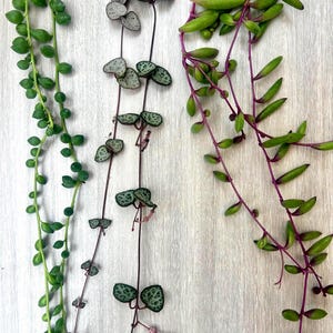 8"~10" Unrooted Succulent Cuttings  | String of Pearls, String of Hearts & Ruby Necklace | Easy to Propagate Trailing Houseplants