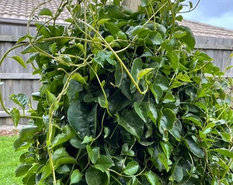 Madeira vine, Anredera cordifolia, 1 live plant in  3.5” pot,藤三七