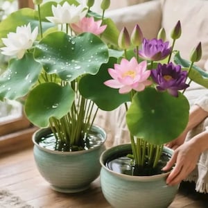 May include: Two round, light blue ceramic pots containing aquatic lotus plants. One pot features white and pale pink lotus flowers with large green leaves covered in water droplets. The other pot holds vibrant pink and deep purple lotus blossoms.
