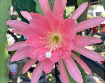 Peach color epiphyllum cactus  10 “ cuttings(single piece)