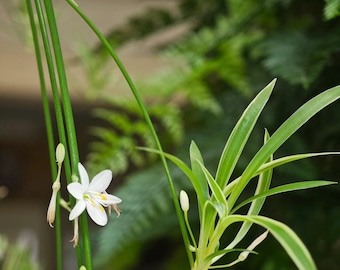 Emerald Green Spider Plant: Air Purifying Houseplant in 3.5'' Pot
