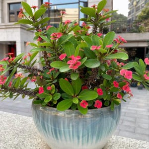 May include: A potted plant with vibrant green leaves and clusters of small, bright red flowers. The plant is in a light blue ceramic pot with a textured surface. The plant has thorny stems.