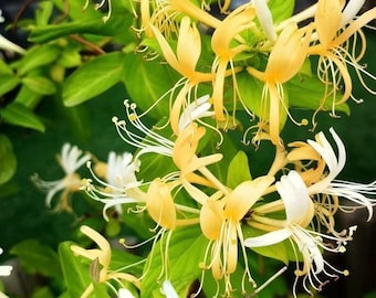 Honeysuckle Vine Plant, Rooted Live Plant in 3.5” Pot, Fragrant Climbing Vine, Fast Growing Ornamental Lonicera
