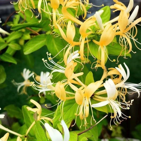 Honeysuckle Vine Plant, Rooted Live Plant i, Fragrant Climbing Vine, Fast Growing Ornamental Lonicera