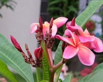 Hawaiian frangipani with a blend of pink, white and yellow hues，8~10‘’ single head cutting