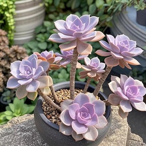 Graptopetalum, Purple Delight ,Succulent