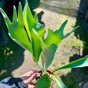 May include: A potted staghorn fern with large, vibrant green fronds. The plant has a unique, antler-like shape, with broad, textured leaves. The fern is in a small, red-brown pot, and the background is a sunny outdoor setting.