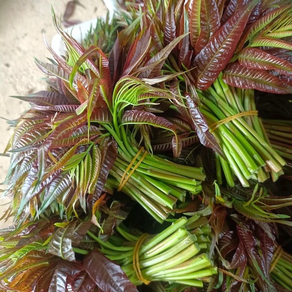 V006/ Semillas de Toon chino 30+ / Toona sinensis / Árbol de caoba chino / Toon rojo / Planta de cebolla de carne / Semillas orgánicas sin OMG